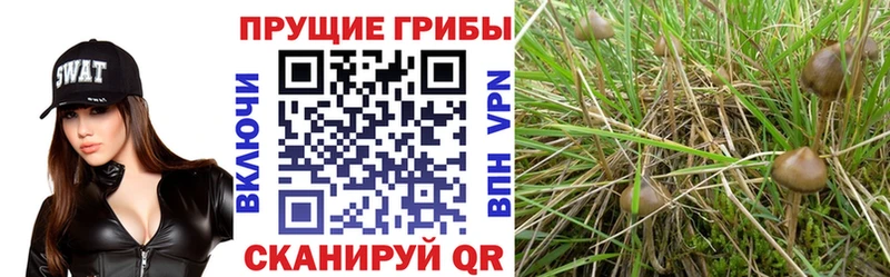 ссылка на мегу ссылки купить наркоту Сатка Псилоцибиновые грибы мицелий